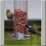 coaltit and greenfinch.jpg